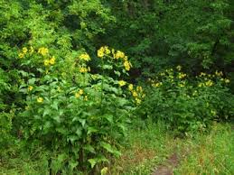As a member of the aster family, cup plants provide profuse. Silphium