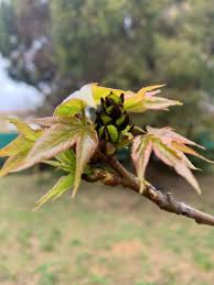 Image result for Liquidambar formosana
