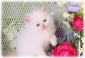 Cfa show quality lynx point new litters cfa registered show quality dad is richey a flame point. Flame Point Doll Face Himalayan Kitten For Salepersian Himalayan Kittens For Sale In A Rainbow Of Colors In Business For 32 Years