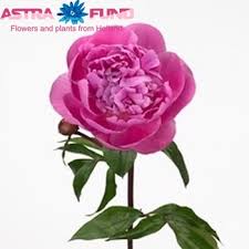 'margaret truman' is a pretty pink peony which blooms from spring until summer. Paeonia Lactiflora Grp Margaret Truman