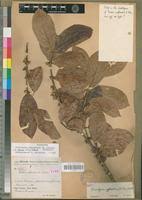 Image result for Sericanthe