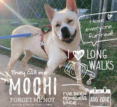 Maybe you would like to learn more about one of these? Dog For Adoption Mochi An Akita Mix In Colorado Springs Co Petfinder