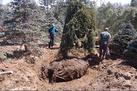 Weeping Norway Spruce Bare Root Transplant Taking Place In The Trees