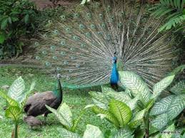 In 1991, the kuala lumpur bird park was officially introduced. Peacocks At Kuala Lumpur Bird Park Birds Eye View Birds Eye Bird