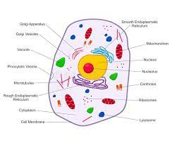 Print the scripts for animal and plant cells. Animal Cell Structure Cross Section Of The Cell Detailed Colorful Anatomy With Description Animal Cell In Flat Style Stock Vector Illustration Of Health Contaminants 73655851