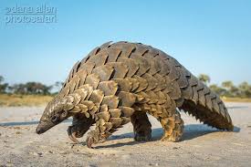 An Economy Of Scales Focusing On Wildlife Unusual Animals Endangered Animals Pangolin