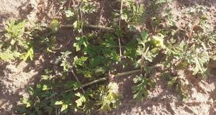 Image result for Dicerocaryum eriocarpum