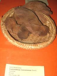 Image result for Centrolobium robustum