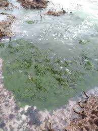 Image result for Zostera capensis