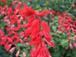 This mix is suitable whether you're growing succulents & cacti indoors in pots or outdoors in pots. 23 Types Of Sage Plants For Cooking And Splashes Of Color