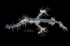 Image result for Hypselodelphys