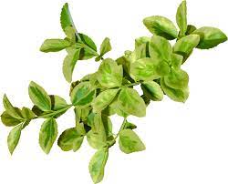 Green Leaves Png Image Green Leaf Wallpaper Green Leaves Leaves