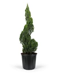 Image result for spiral cut juniper trees