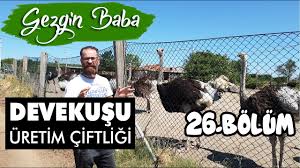 hasmera devekusu ciftligi ezine gokcebayir koyu devekusu yumurtasi gezgin baba 26 bolum youtube