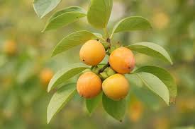 Image result for Diospyros mafiensis