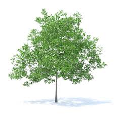 Plum Tree 3d Model 5 2m Plum Tree Lemon Tree Trees To Plant