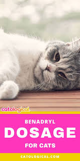 Can You Give Benadryl To Your Cat Benadryl For Cats Cat Care Cat Allergies