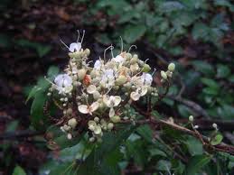 Image result for Gilbertiodendron dewevrei