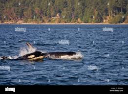 Mother Whale With Its Child In The Ocean Stock Photo Alamy