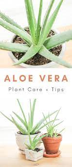 How To Care For Aloe Vera Plants Aloe Vera Plant Indoor Aloe Vera Plant Potted Aloe Vera Plant