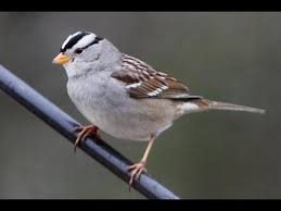 Common Birds Of West Texas White Crowned Sparrow Sound Call And Song Youtube Sparrow Pictures Common Birds Backyard Birds