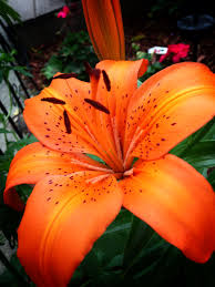 Grow amazing perennials for zone 6 to create a backyard full of flowering blossoms and beautiful foliage throughout the entire growing season. Orange Lily Garden Lily Orange Minnesota Perennial Flower Spots Star Rural Countryliving Plant Flowers Perennials Oregano Plant Perennials