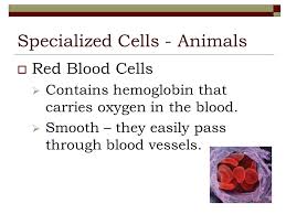 Maybe you would like to learn more about one of these? Specialized Cells Ppt Video Online Download