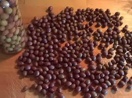 Preparation Des Olives Olives Noires En Saumure Recette Preparation Des Olives Recette Olives Saumure Pour Olives