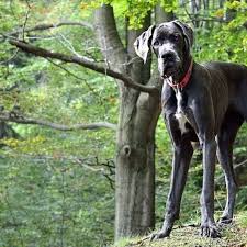 14 Great Dane Mixes Gigantic Mixed Breeds To Melt Your Heart Great Dane Mix Great Dane Pug Mixed Breeds
