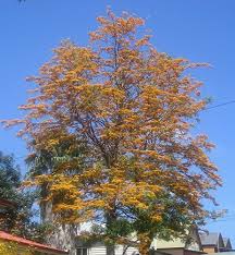 The golden flowers are attractive to bees, hence an important honey plant. Creative Farmer Tree Seeds Grevillea Robusta Silky Oak Tree Flowering Plant Seeds 20 Seeds Kitchen Garden Seeds Pack Amazon In Garden Outdoors