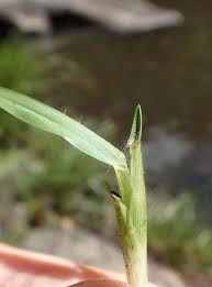 Image result for Hemarthria