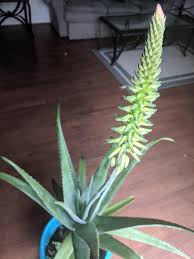 Plant profile for aloe vera, including detailed growing advice and planting partners from the experts on gardenersworld.com. Huge Aloe Vera Flowering Succulents