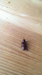 In der eigenen wohnung klebefallen zum orten des befalls einsetzen. Hallo Zusammen Habe Kafer In Der Wohnung Und Mochte Sie Loswerden Weiss Vielleicht Jemand Was Das Fur Eine Kaferart Ist Und Wie Man Gegen Sie Vorgehen Kann Ungeziefer Schadlinge