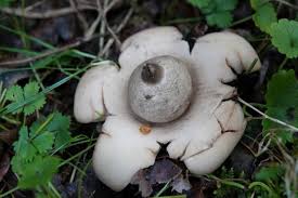 Image result for Geastrum triplex
