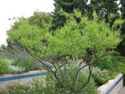 Mildew is likely the biggest issue you'll encounter when planting and caring for verbena. Is Lemon Verbena A Perennial