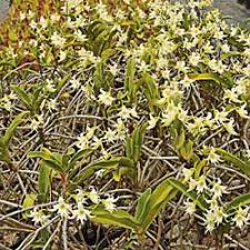 Image result for Aeranthes africana
