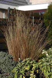 Image result for Carex mannii