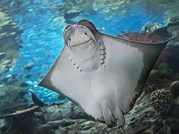 This is a difficult name to define because it defies many boundaries of human perception, let sublime. Pacific Cownose Ray Online Learning Center Aquarium Of The Pacific
