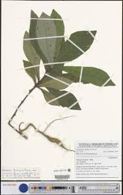 Image result for Mostuea brunonis