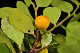 Image result for Diospyros ferrea