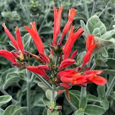 Image result for Dicliptera heterostegia