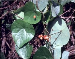 Image result for Stephania abyssinica