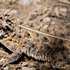 Image result for Stenostelma corniculatum