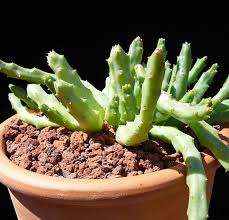 Image result for Orbea variegata