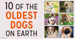 10 Of The Oldest Dog Breeds On Earth