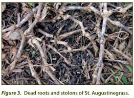 How to fix dead spots in st augustine grass. Take All Root Rot St Augustinegrass And Bermudagrass