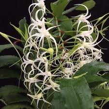 Image result for Cyrtorchis