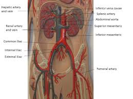 Arteries carry blood away from the heart. Pin On Future Nurse