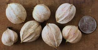 Check spelling or type a new query. Hickory Nuts Foraging For Pignut And Shagbark Hickory Nuts