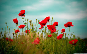 Poppy Wallpapers Top Free Poppy Backgrounds Wallpaperaccess Find the best free stock images about poppy wallpaper.
